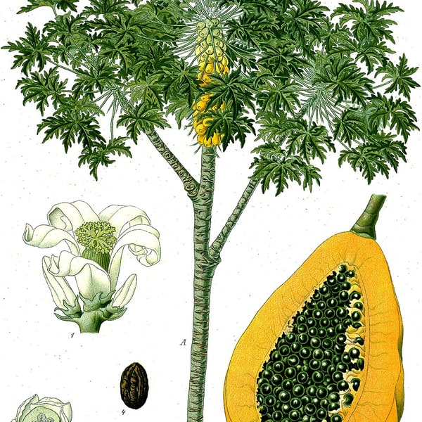 Papaya Red Lady