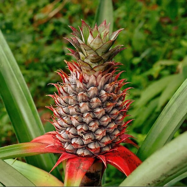 Pineapple Queen