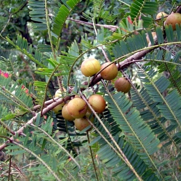 Gooseberry Amla