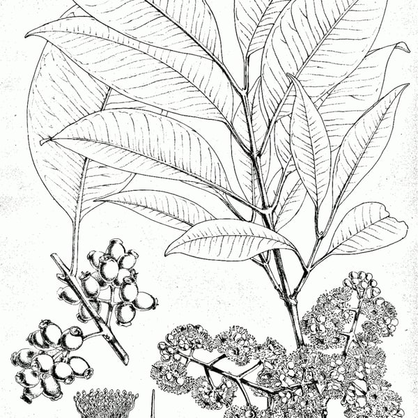 Jamun Black Plum