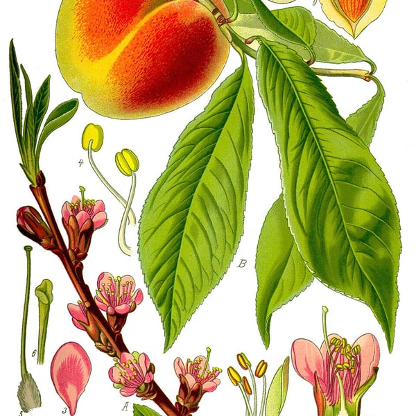 Stone Fruits