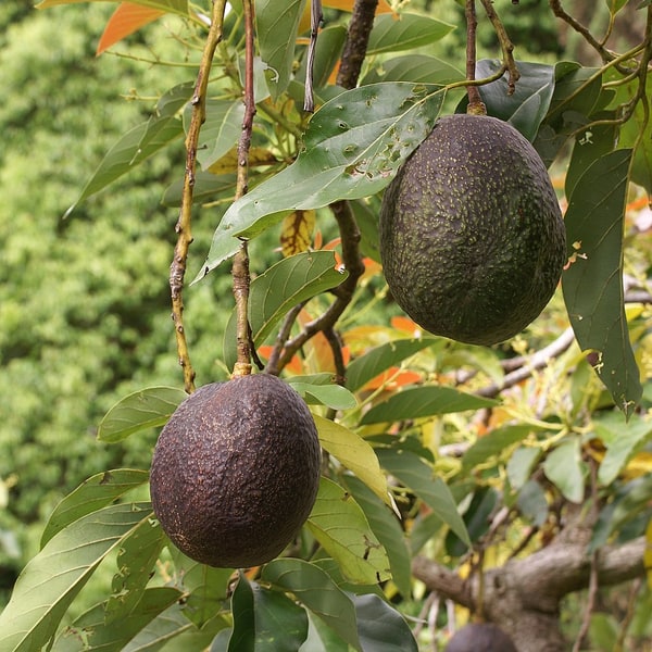 Avocado Hass