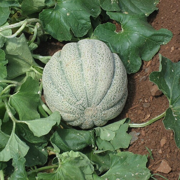 Muskmelon