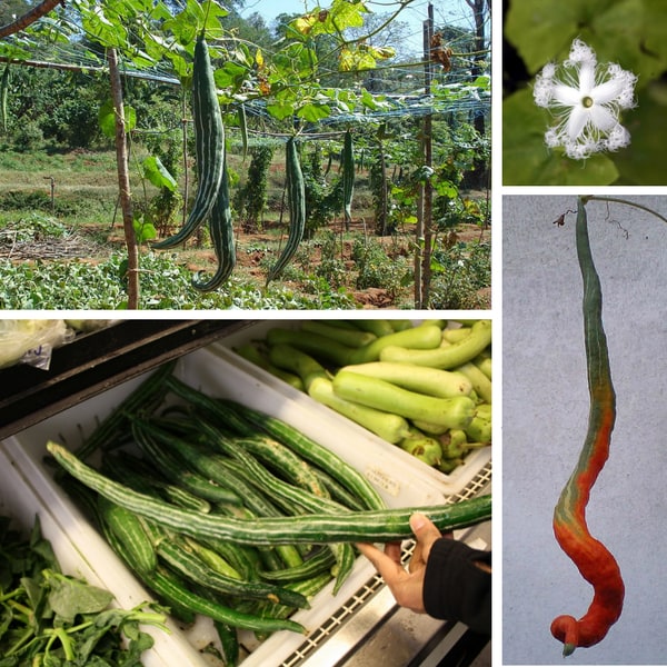 Snake Gourd