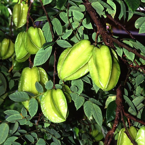 Star Fruit