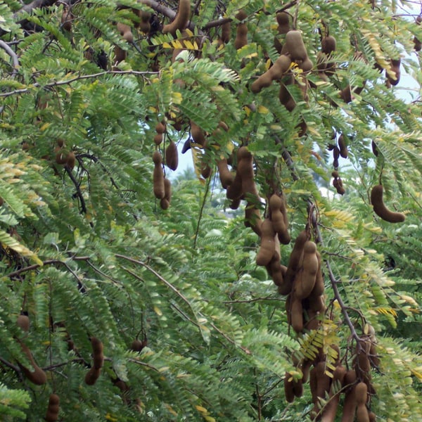 Tamarind Sweet